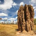 Termite den, architecture of nature and natural capital.