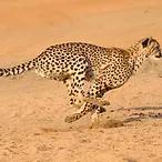 Cheetah outrunning competitors with nature investment database.