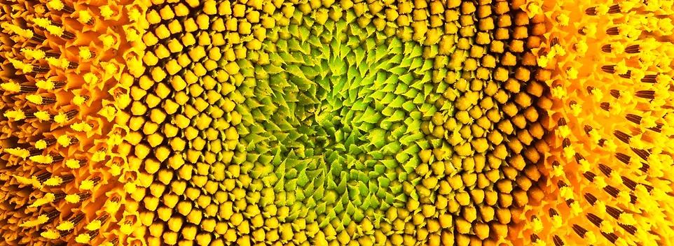 Fibonacci sunflower representing natural capital valuation & biodiversity risk assessment